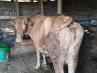 İnək, Simmental cattle — foto 8