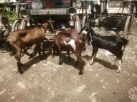 Dişi keçi, Black Bengal goats — foto 1