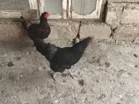 Australorp — photo 3