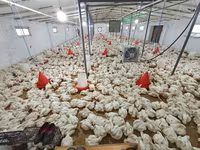 Chickens — zdjęcie 2