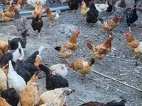 Chickens — Foto 1
