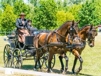 घोड़ा, Hungarian horse breed — फ़ोटो 8
