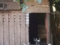 Koza, Kozy — foto 3