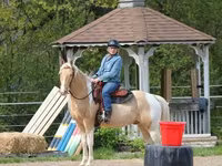 Caballo, American paint horse — foto 8