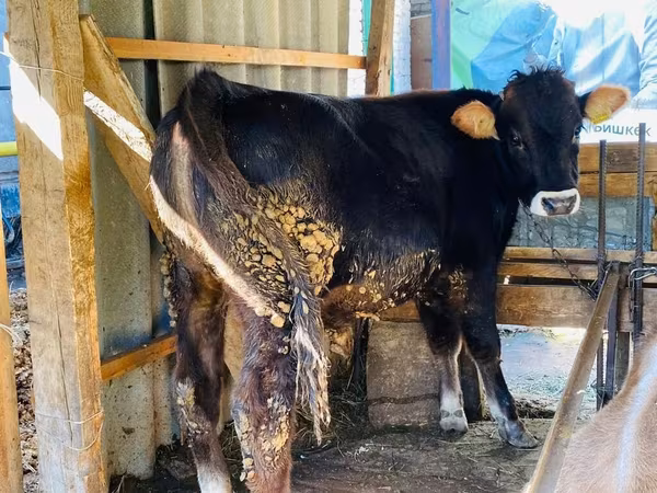 Byk, Swiss cattle