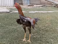 Chickens — photo 4