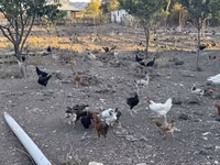 Chickens — Foto 3
