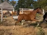 Aygʻir, Dutch warmblood horse — 4-rasm