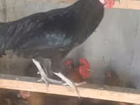 Australorp — photo 2