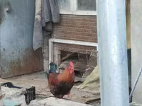 Chickens — फ़ोटो 3