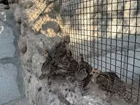 Guinea fowl — Foto 2