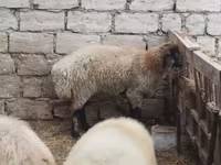 Qoç, Blackheaded Persian sheep — foto 5