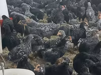 Chickens — foto 1