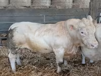 Buğa, Charolais cattle — foto 1