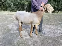 Carneiro, Arashan sheep — foto 1