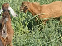 Sheep (batch, sex not specified), Sheep — photo 2