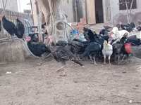 अमेरिकन बफ — फ़ोटो 5
