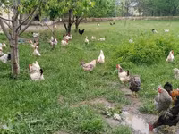 Chickens — foto 2
