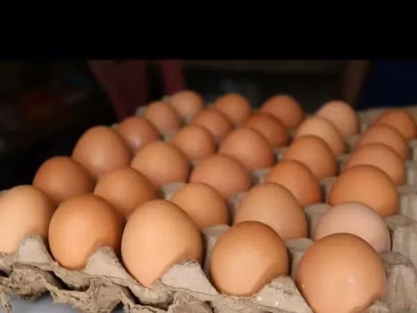 Chickens — أرمينيا
