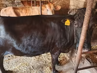 İnək, Vəhşi jak — foto 4