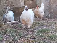 Chickens — foto 2