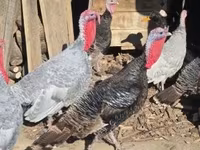 Turkeys — Foto 2