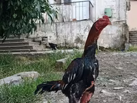 Chickens — photo 1