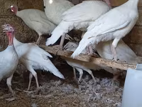 Broad Breasted White — photo 6
