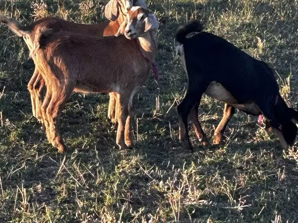 Cabra, Nubian Goat