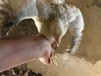 Chickens — photo 2
