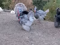 Turkeys — الصورة 5