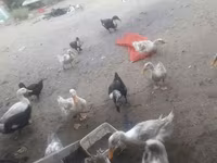 Ducks — photo 1