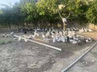 Geese — photo 3