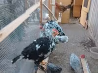 Danish hen — 6-rasm