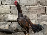 Chickens — photo 4