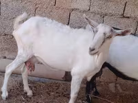 बकरी, Saanen goat — फ़ोटो 1