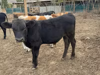 Bulle, Swiss cattle — Foto 2