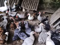 Ducks — photo 7