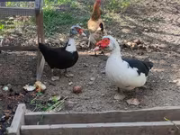 Домашняя мушка — фото 1