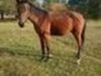 Cavalo, Anglo-Arabian — foto 7