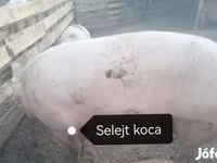 Locha, Пьетрен — zdjęcie 5