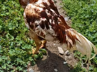 Chickens — Foto 1