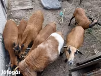 Baran, Cameroon sheep — zdjęcie 7