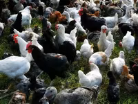 Chickens — 3-rasm