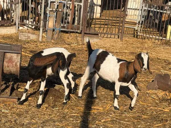 Cabra, Nubian Goat