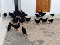 Ayam Cemani — foto 1