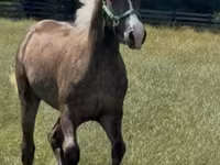 Horse (M), Rocky Mountain Horse — photo 6