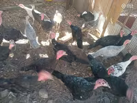 Turkeys — Foto 6