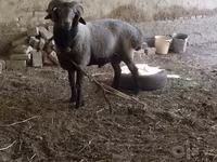 Qoç, Qoyunlar — foto 3