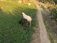 Carneiro, Ovelhas — foto 5
